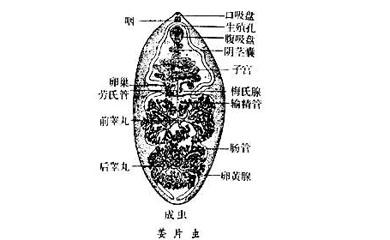 姜片虫病 姜片虫病-简介，姜片虫病-病理改变