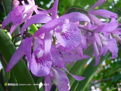 二十四番花信每章概述 花瑞 花瑞-概述，花瑞-备注