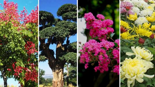 中国十大名花花语 市花 市花-城市，市花-名花名城