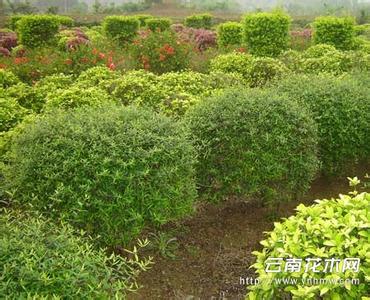 木樨 木樨-形态特征，木樨-生长习性