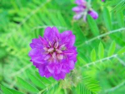 紫苜蓿 【苜蓿花布拉子】紫苜蓿做的西北美食