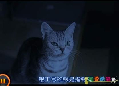 酷猫电影院 酷猫电影网