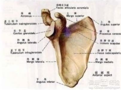 肩胛骨酸痛 肩胛 肩胛-基本内容