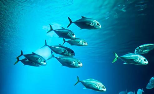 最漂亮的海洋生物 海洋生物