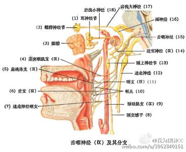 舌咽神经痛 舌咽神经痛-病因，舌咽神经痛-临床表现