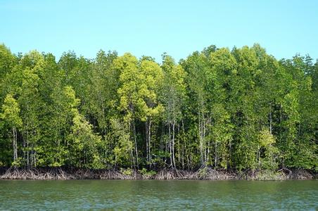 深圳mangrove公寓 mangrove