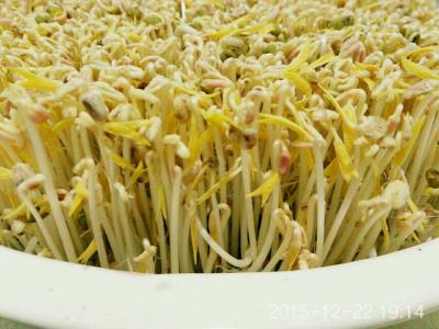 冬天自制绿豆芽 家庭自制绿豆芽