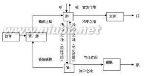 新陈代谢概念 津液 津液-概念，津液-新陈代谢