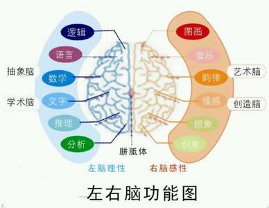 什么是左脑型思维者 左脑思维型 左脑思维型-什么是左脑思维型，左脑思维型-左脑思维