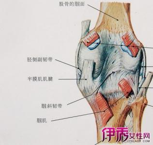 韧带破裂 韧带破裂-简介，韧带破裂-结构简介