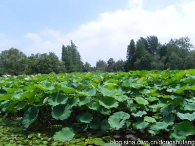 核舟记原文及翻译注释 接天莲叶无穷碧 接天莲叶无穷碧-原文，接天莲叶无穷碧-注释