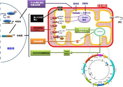 妊娠线 妊娠线-简介，妊娠线-形成时间