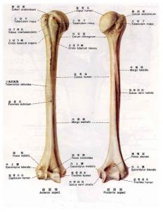 百科名片 肱骨 肱骨-百科名片，肱骨-简介