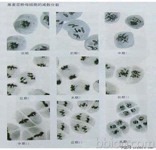 麦格综合征 麦格综合征 麦格综合征-流行病学，麦格综合征-病因