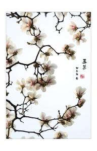 《玉兰花开》 《玉兰花开》-基本信息，《玉兰花开》-内容简介