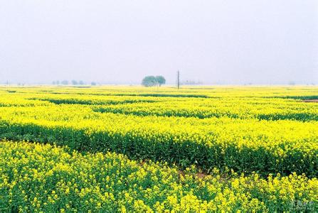 兴化油菜花 兴化油菜花-简介，兴化油菜花-中国排名