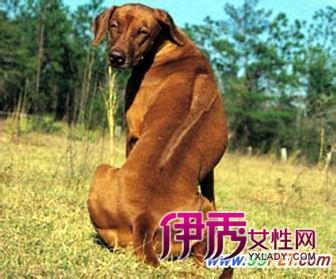 罗得西亚背脊犬 罗得西亚背脊犬 罗得西亚背脊犬-简介，罗得西亚背脊犬-特点