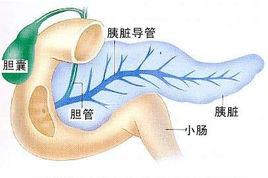 胰脏的位置 胰脏 胰脏-胰脏概述，胰脏-位置结构