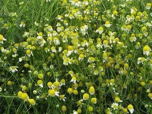 洋甘菊纯露的气味 洋甘菊 洋甘菊-简介，洋甘菊-气味