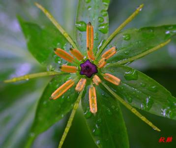 七叶一枝花 七叶一枝花-?基本简介，七叶一枝花-形态特征