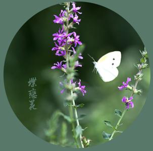 京剧蝶恋花简介 蝶恋花 蝶恋花-简介，蝶恋花-格式