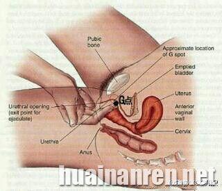 男性肛门g点贴吧 G点 G点-G点意义，G点-男性G点
