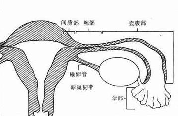 先天性胆道闭锁症状 宫颈闭锁 宫颈闭锁-先天性宫颈闭锁概述，宫颈闭锁-症状