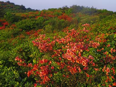 山丹丹开花红艳艳 《山丹丹开花红艳艳》 《山丹丹开花红艳艳》-概述，《山丹丹开花