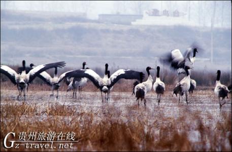 红鳍银鲫鱼 红鳍银鲫鱼-相关条目