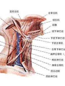 慢性淋巴结炎 慢性淋巴结炎-简介，慢性淋巴结炎-病因