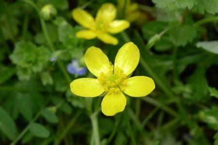 小毛茛 小毛茛-基本信息，小毛茛-介绍