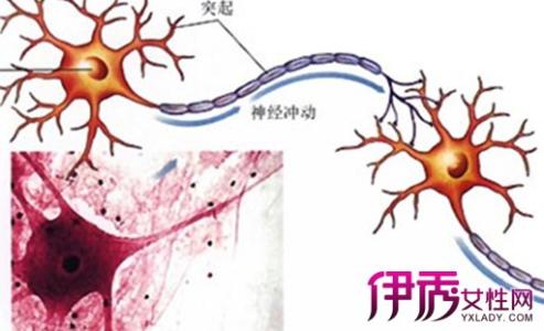 运动神经元修复疗法 神经元激活再生免疫疗法 神经元激活再生免疫疗法-概念，神经元激