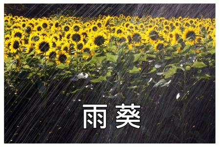 石进雨葵讲述什么内容 雨葵