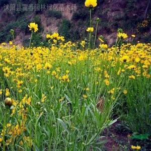 大花金鸡菊 大花金鸡菊-简介，大花金鸡菊-生态习性