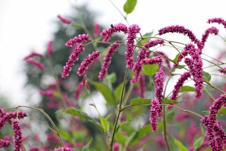 江南江北蓼花红 红蓼花开醉清秋