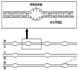 原位杂交探针 分子杂交 分子杂交-探针种类