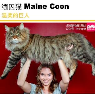 缅因猫 缅因猫-形态特征，缅因猫-品种分类