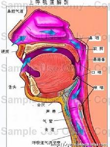 fluent气道自动分析 气道湿化 气道湿化-病因分析，气道湿化-管理