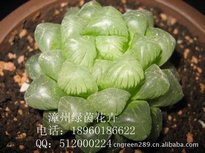 玉露 玉露-植物形态，玉露-分布及应用