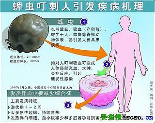 布尼亚病毒 新布尼亚病毒 新布尼亚病毒-简介，新布尼亚病毒-发现过程