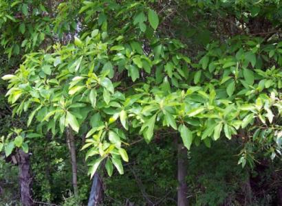 檫树 檫树 檫树-基本信息，檫树-植物形态