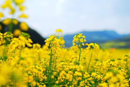 油菜花歌词 油菜花