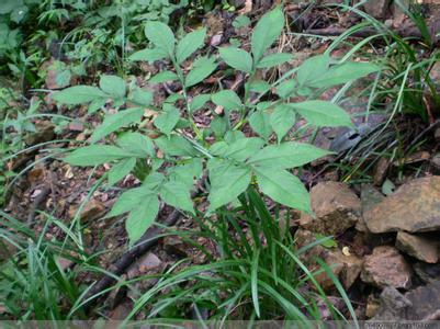 魔芋 魔芋-植物名称，魔芋-植物学史