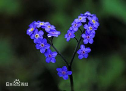 勿忘我 紫草科勿忘草属植物  勿忘我 紫草科勿忘草属植物 -植物学