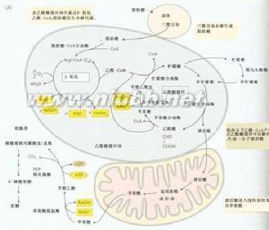 乙醛酸循环 乙醛酸循环 乙醛酸循环-概念，乙醛酸循环-化学历程