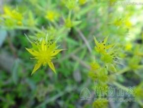 斯碱茅 斯碱茅-简介