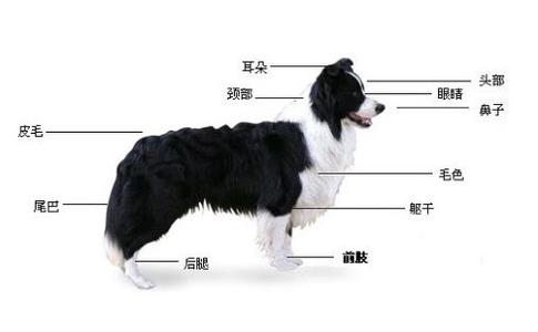 边境牧羊犬 边境牧羊犬-形态特征，边境牧羊犬-产地分布