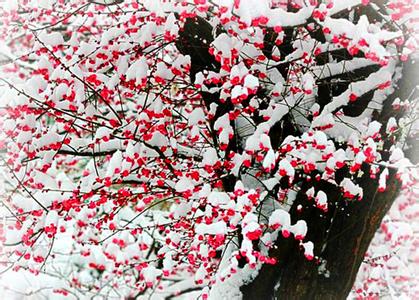 《当雪花爱上梅花》 《当雪花爱上梅花》-演员表，《当雪花爱上梅