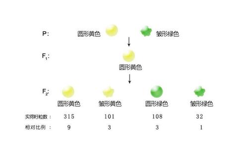 孟德尔定律 《孟德尔定律》 《孟德尔定律》-1、基本信息，《孟德尔定律》-2