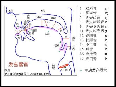 发音器官 发音器官 发音器官-关键字，发音器官-具体解释